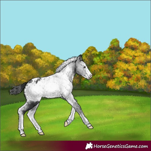 Horse Color:Black Sabino Frame Blanket