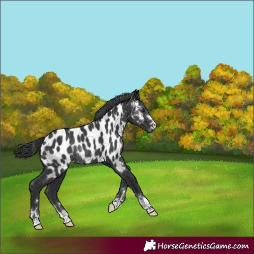 Horse Color:Black Appaloosa Rabicano 