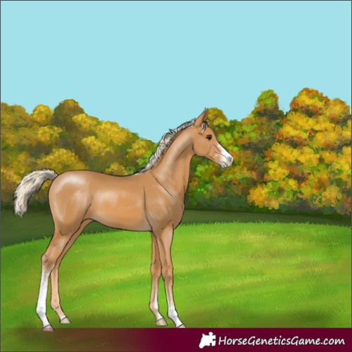 Horse Color:Palomino Sabino