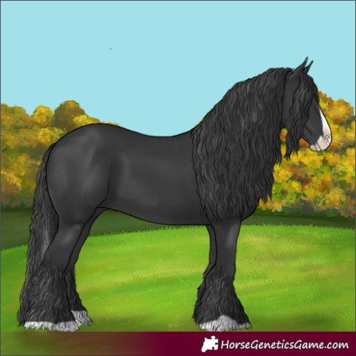 Horse Color:Black Splash 