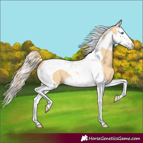 Horse Color:Gold Cream Champagne Dun Splash Tobiano