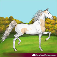 Horse Color:Gold Cream Champagne Dun Splash Tobiano 