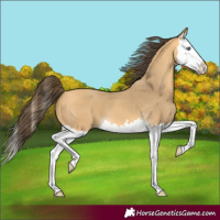 Horse Color:Amber Cream Champagne Splash 