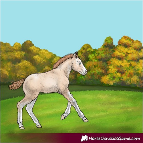 Horse Color:Amber Champagne Pearl Sabino 
