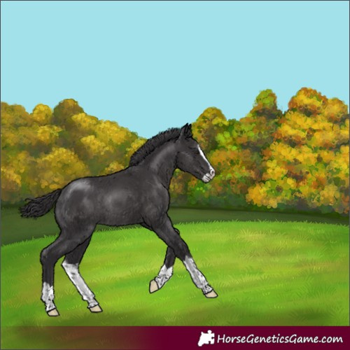 Horse Color:Smoky Black Splash Rabicano 