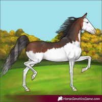 Horse Color:Bay Splash 