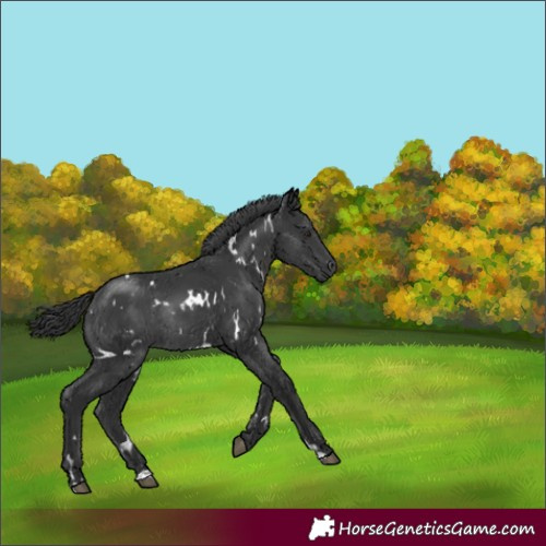 Horse Color:White Spotted Black Rabicano