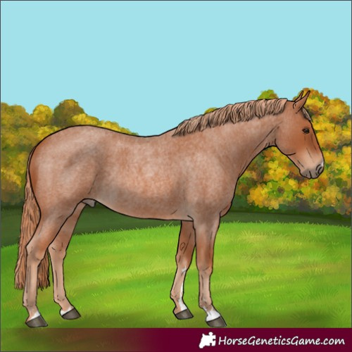 Horse Color:Unknown 