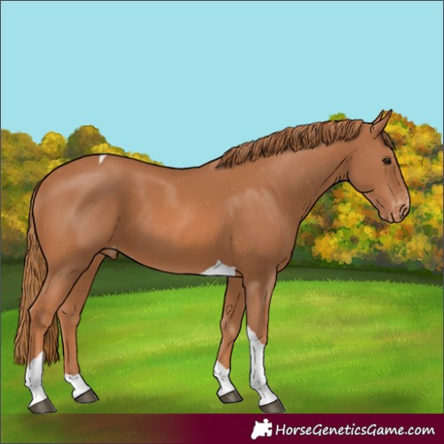 Horse Color:Unknown 