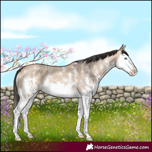 Horse Color:Bay Dun Sabino Splash 
