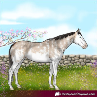 Horse Color:Bay Dun Sabino Splash 