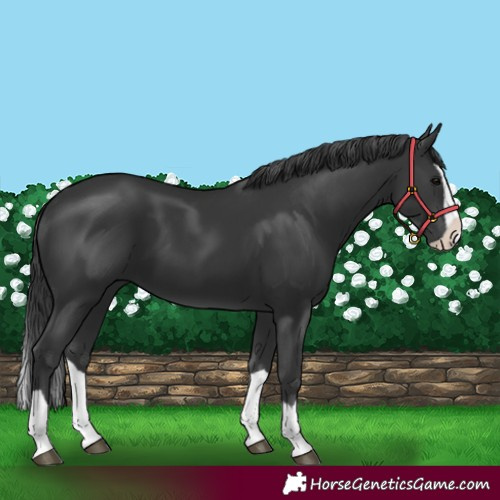 Horse Color:Black Splash 