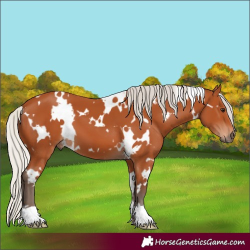 Horse Color:White Spotted Silver Bay 