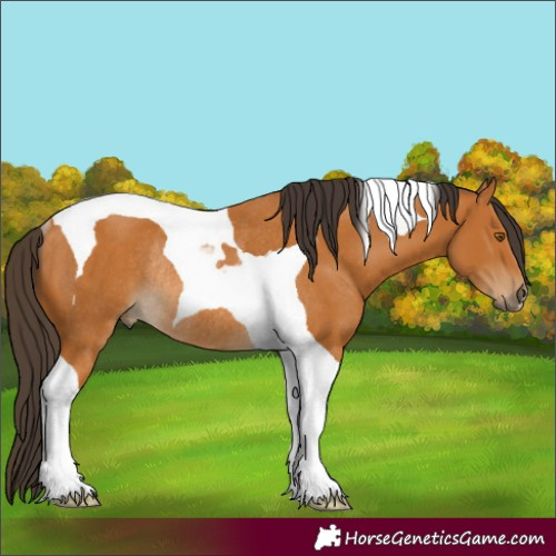 Horse Color:Buckskin Tobiano Rabicano