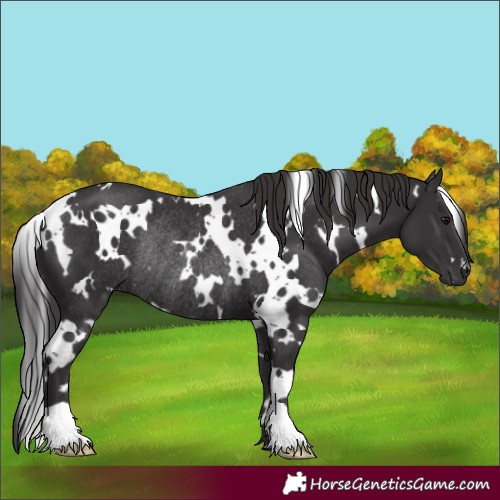 Horse Color:White Spotted Smoky Black Rabicano