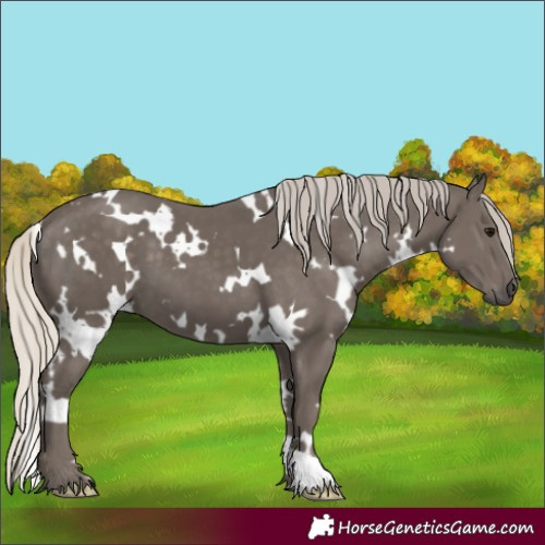 Horse Color:White Spotted Silver Smoky Black
