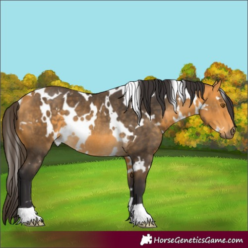 Horse Color:White Spotted Buckskin Rabicano 