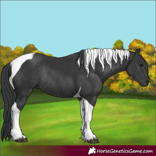 Horse Color:Black Tobiano Rabicano 