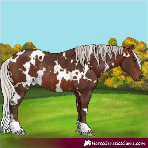 Horse Color:White Spotted Silver Bay Rabicano 