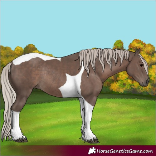 Horse Color:Silver Black Tobiano Rabicano 