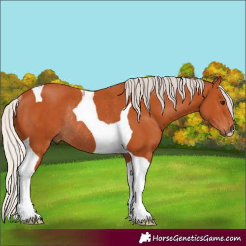Horse Color:Silver Bay Tobiano Rabicano 