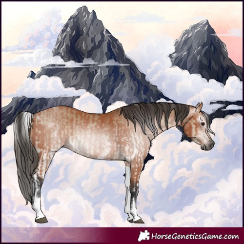 Horse Color:Gray White Spotted Bay Dun and White Spotted Bay