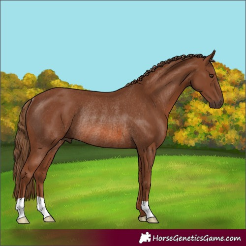 Horse Color:Chestnut Rabicano