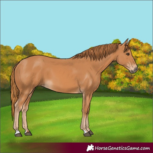 Horse Color:Chestnut 