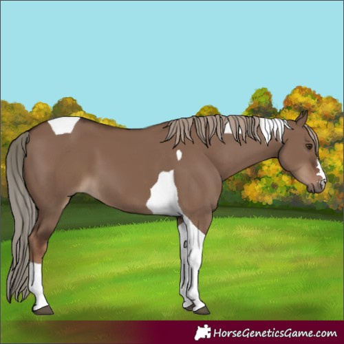 Horse Color:Liver Red Dun Tobiano