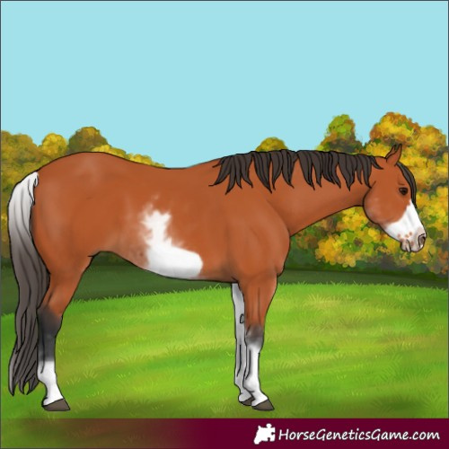 Horse Color:White Spotted Bay Frame