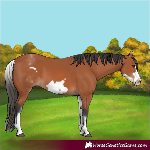 Horse Color:White Spotted Bay Frame