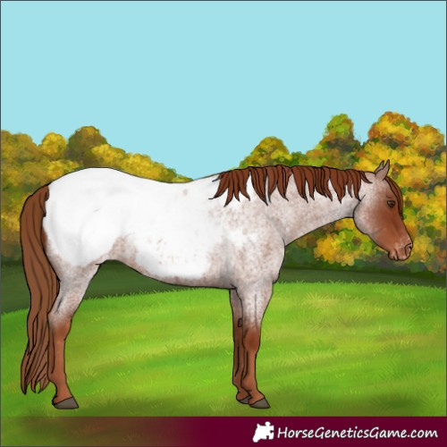 Horse Color:Red Roan Appaloosa 