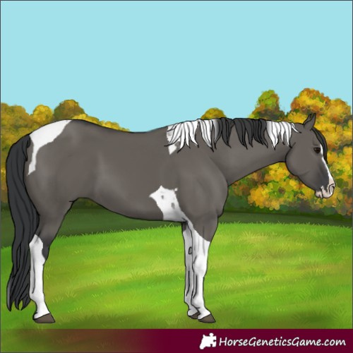 Horse Color:Grullo Splash Tobiano