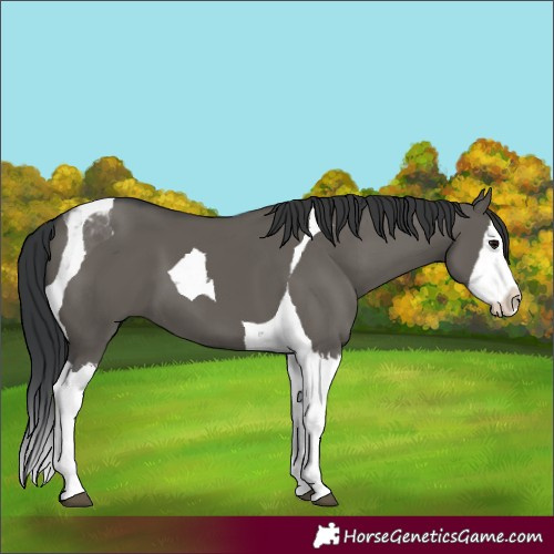 Horse Color:Grullo Splash Tobiano