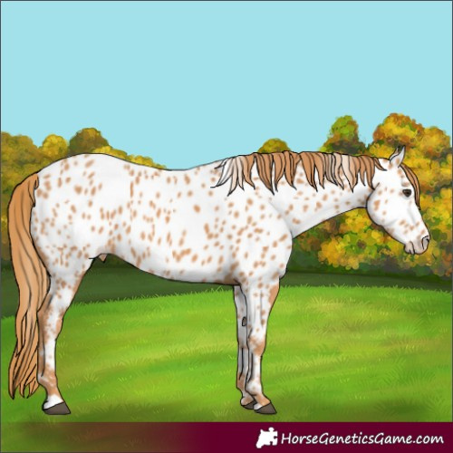 Horse Color:Chestnut Appaloosa 