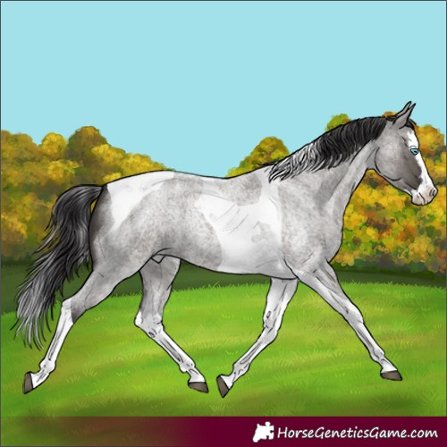 Horse Color:Smoky Grullo Roan Splash Tobiano