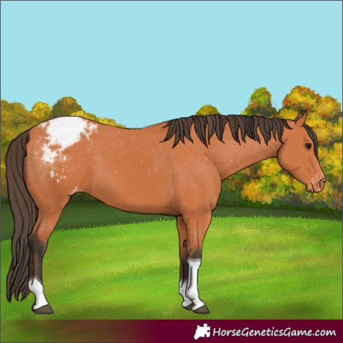 Horse Color:Bay Tobiano Appaloosa 