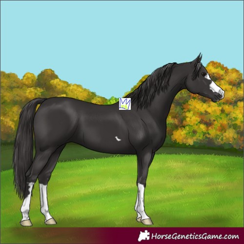 Horse Color:Smoky Black 