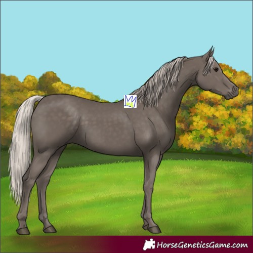 Horse Color:Silver Black 