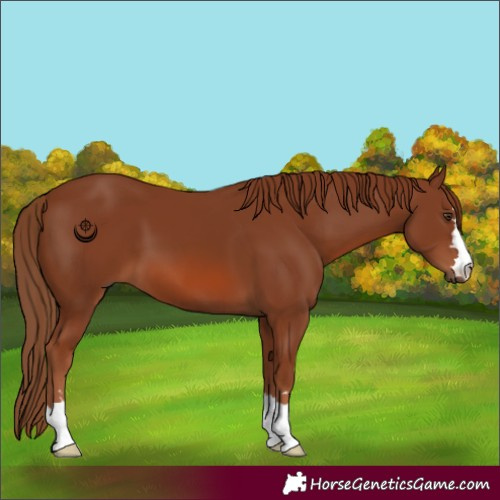 Horse Color:Chestnut 