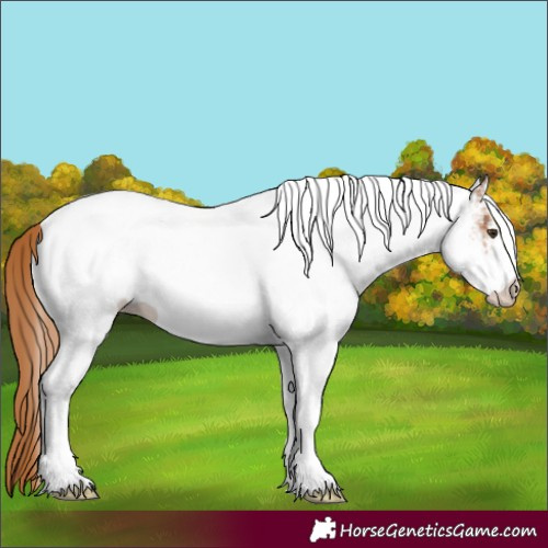 Horse Color:White Spotted Chestnut 