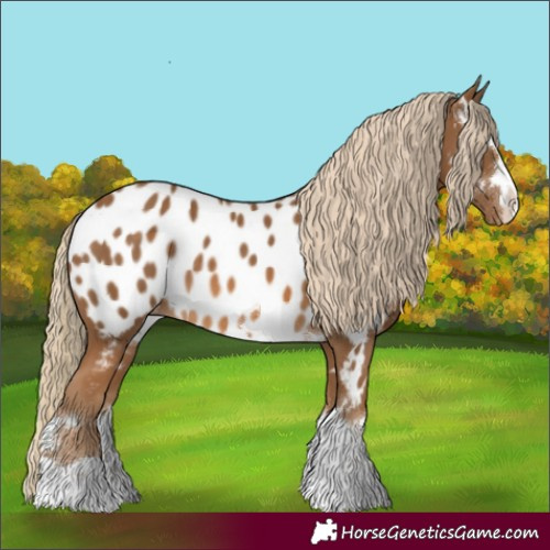 Horse Color:Chocolate Palomino Appaloosa 