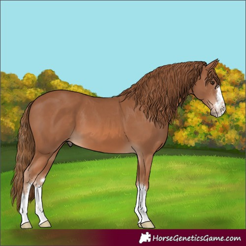 Horse Color:Chestnut 