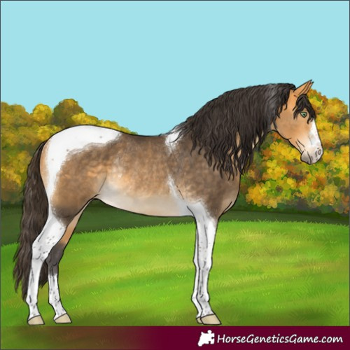 Horse Color:Buckskin Tobiano Rabicano 