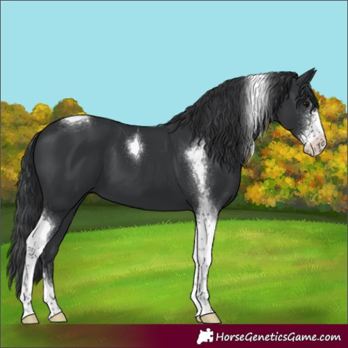 Horse Color:Black Sabino Tobiano