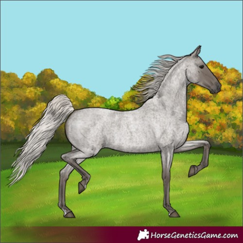 Horse Color:Silver Smoky Blue Roan 