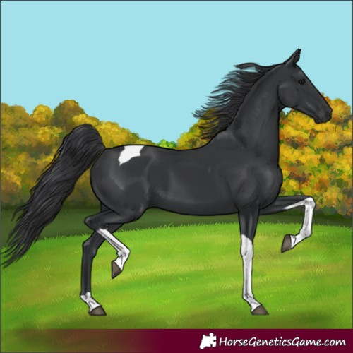 Horse Color:Black Tobiano 