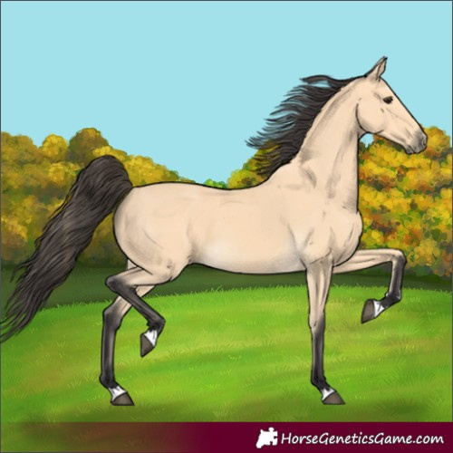 Horse Color:Buckskin 