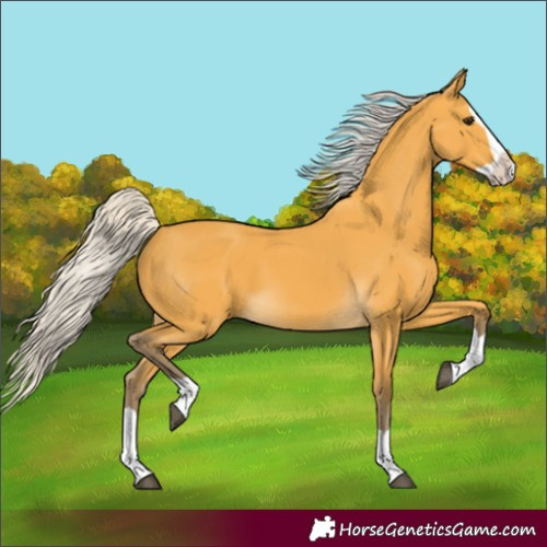 Horse Color:Silver Buckskin Splash