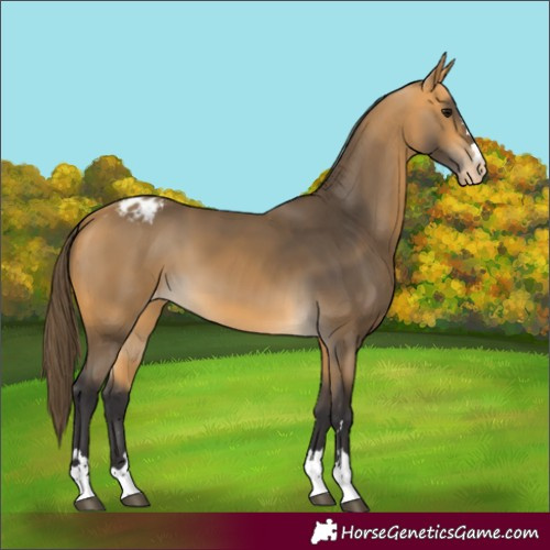 Horse Color:Buckskin Appaloosa 